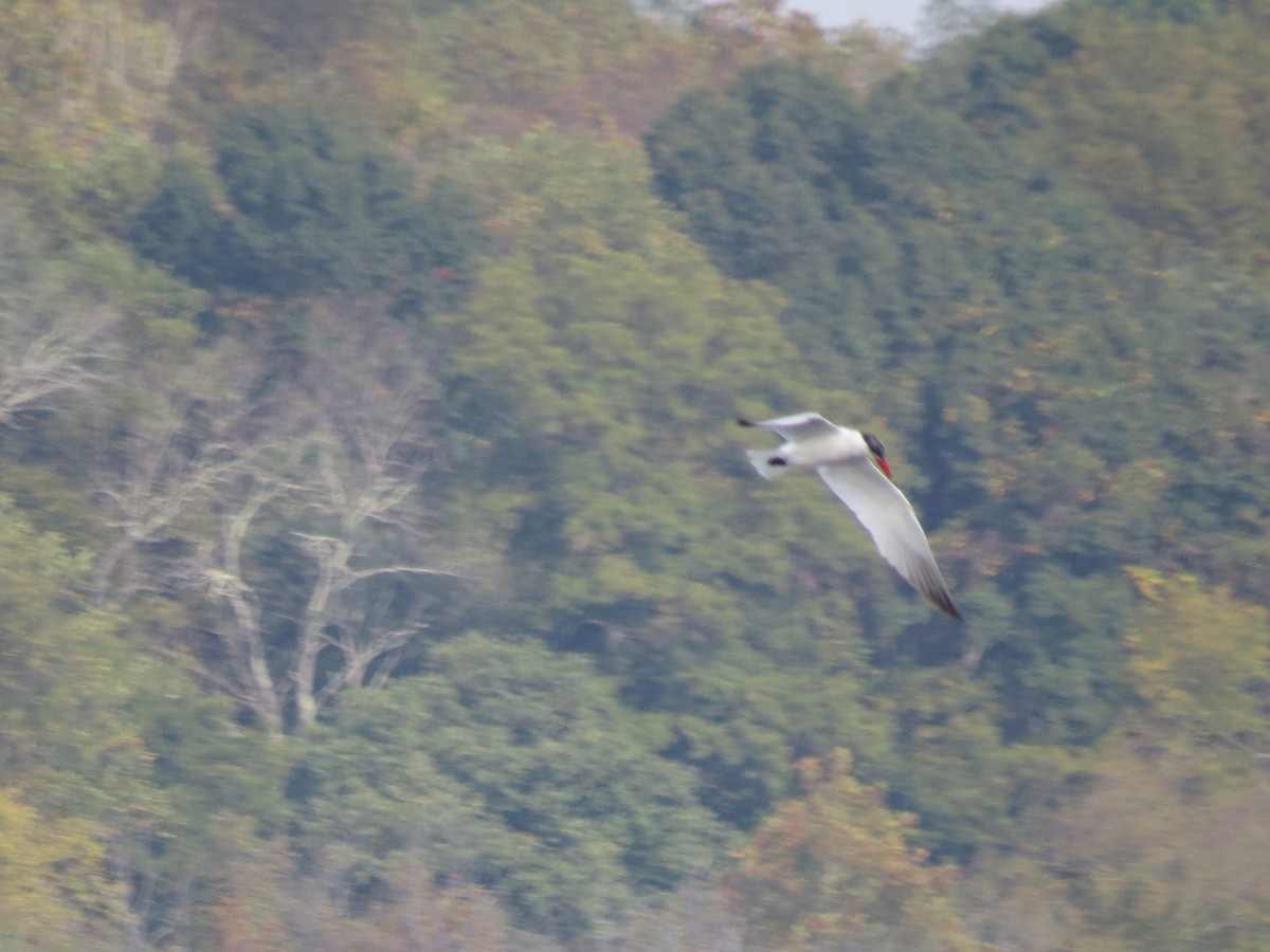 Caspian Tern - ML37832941