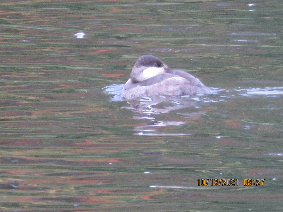 Ruddy Duck - ML378329591