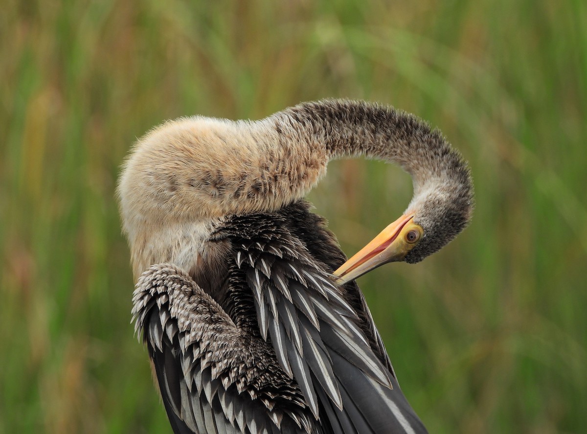 アメリカヘビウ - ML378329821