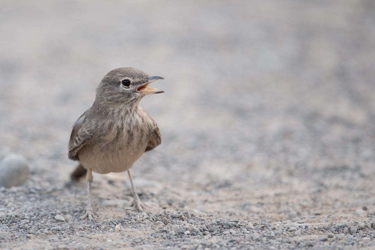 Desert Lark - Salma Al Suwaidi