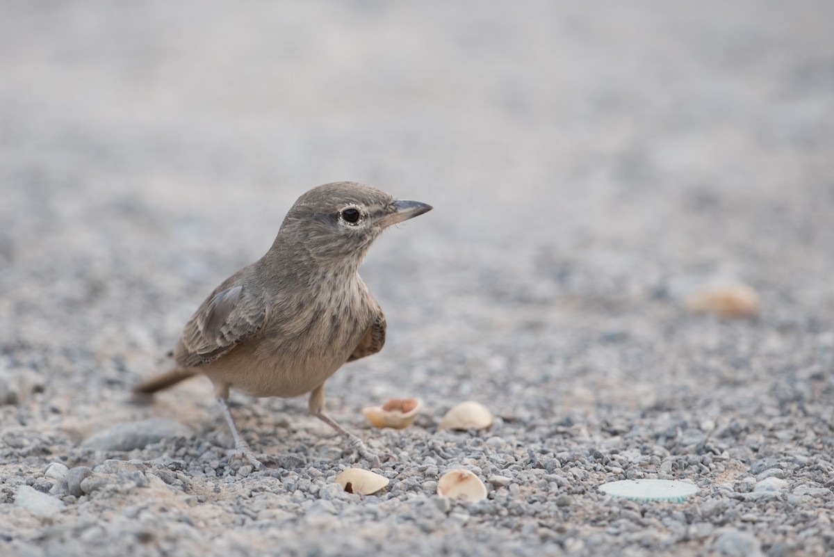 Desert Lark - ML378330421