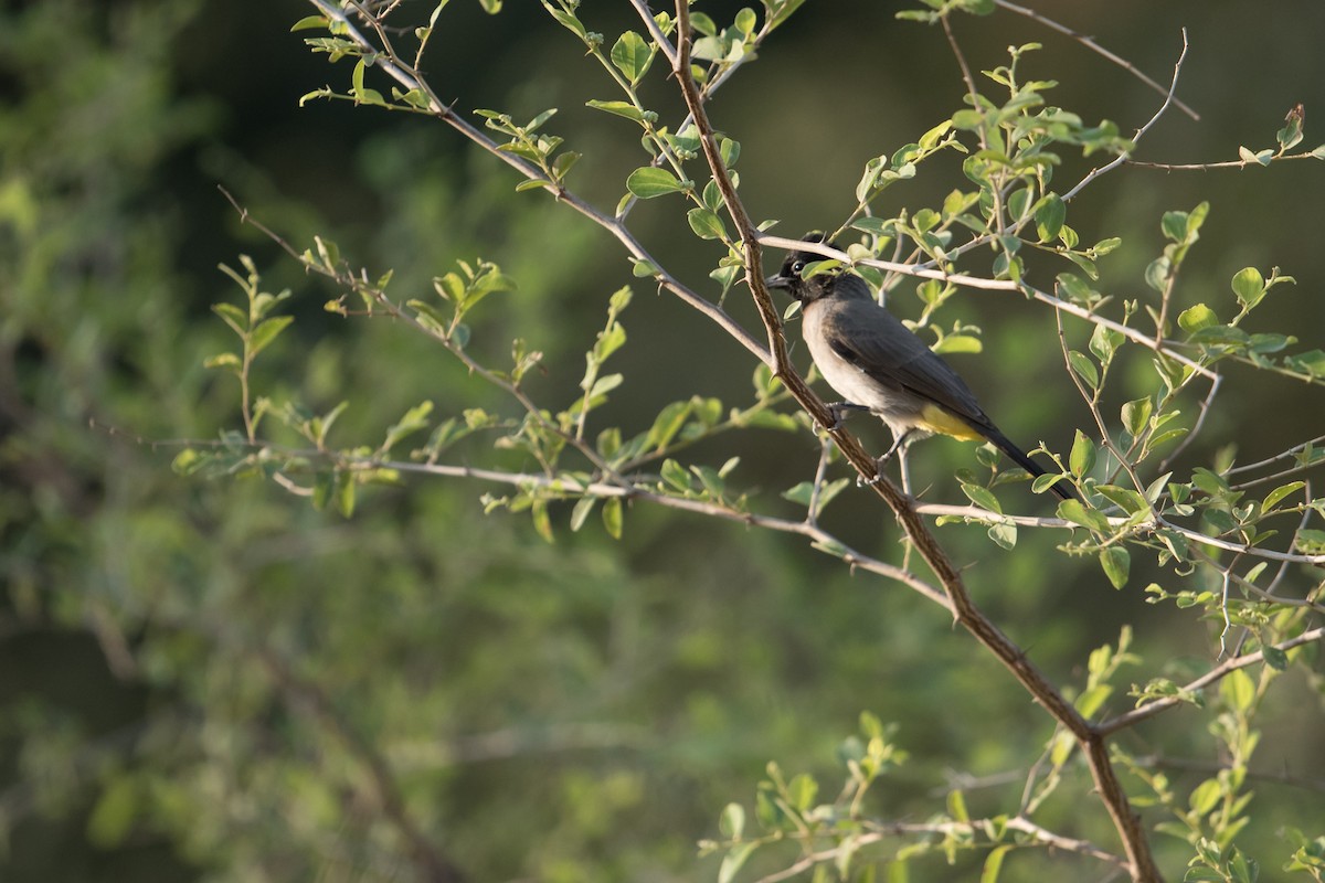 White-spectacled Bulbul - ML378330441