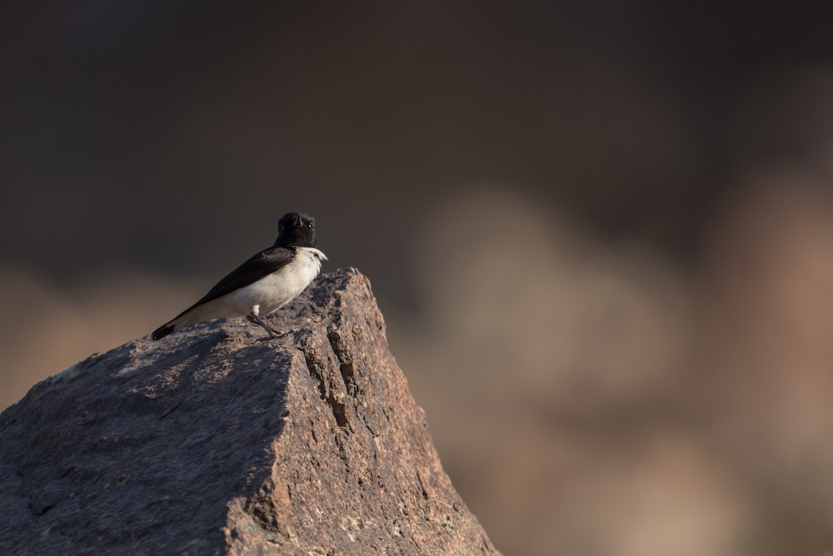 Hume's Wheatear - ML378330461