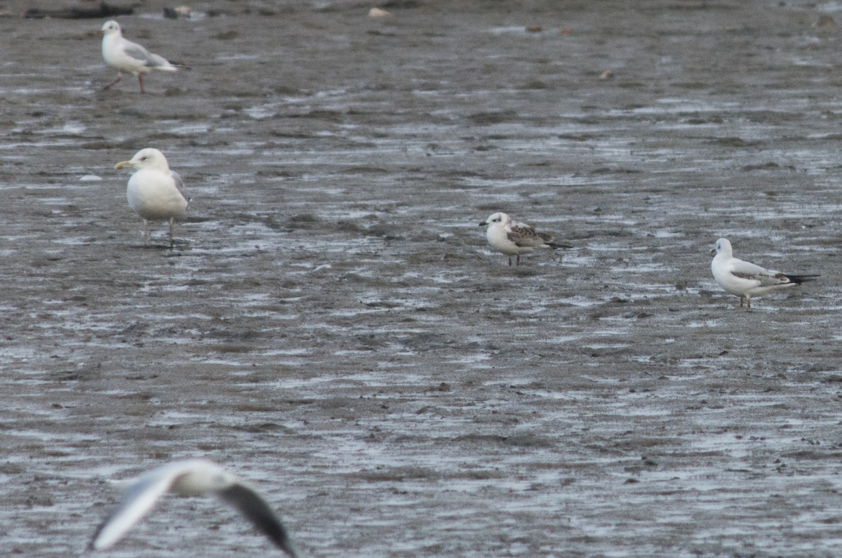 Mediterranean Gull - ML378330781