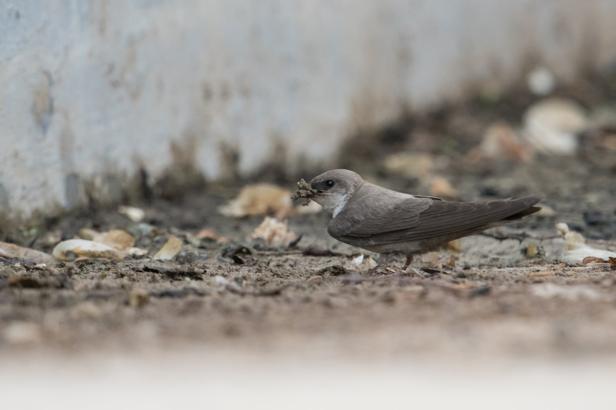 Rock Martin (Pale Crag-Martin) - ML378334201