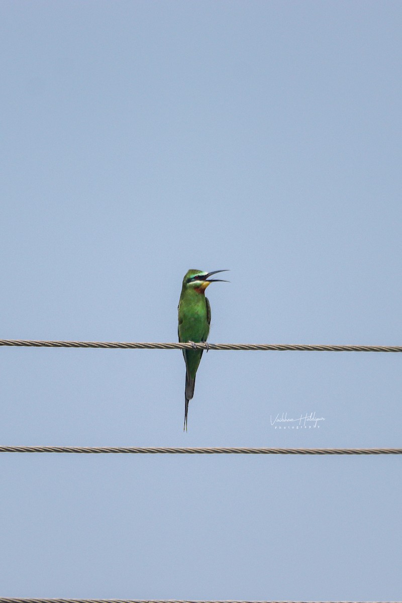 Blue-cheeked Bee-eater - ML378334541