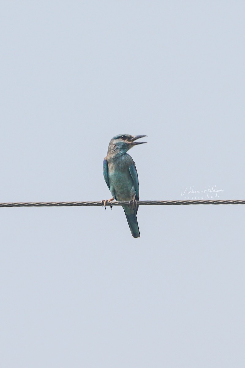 European Roller - ML378334571