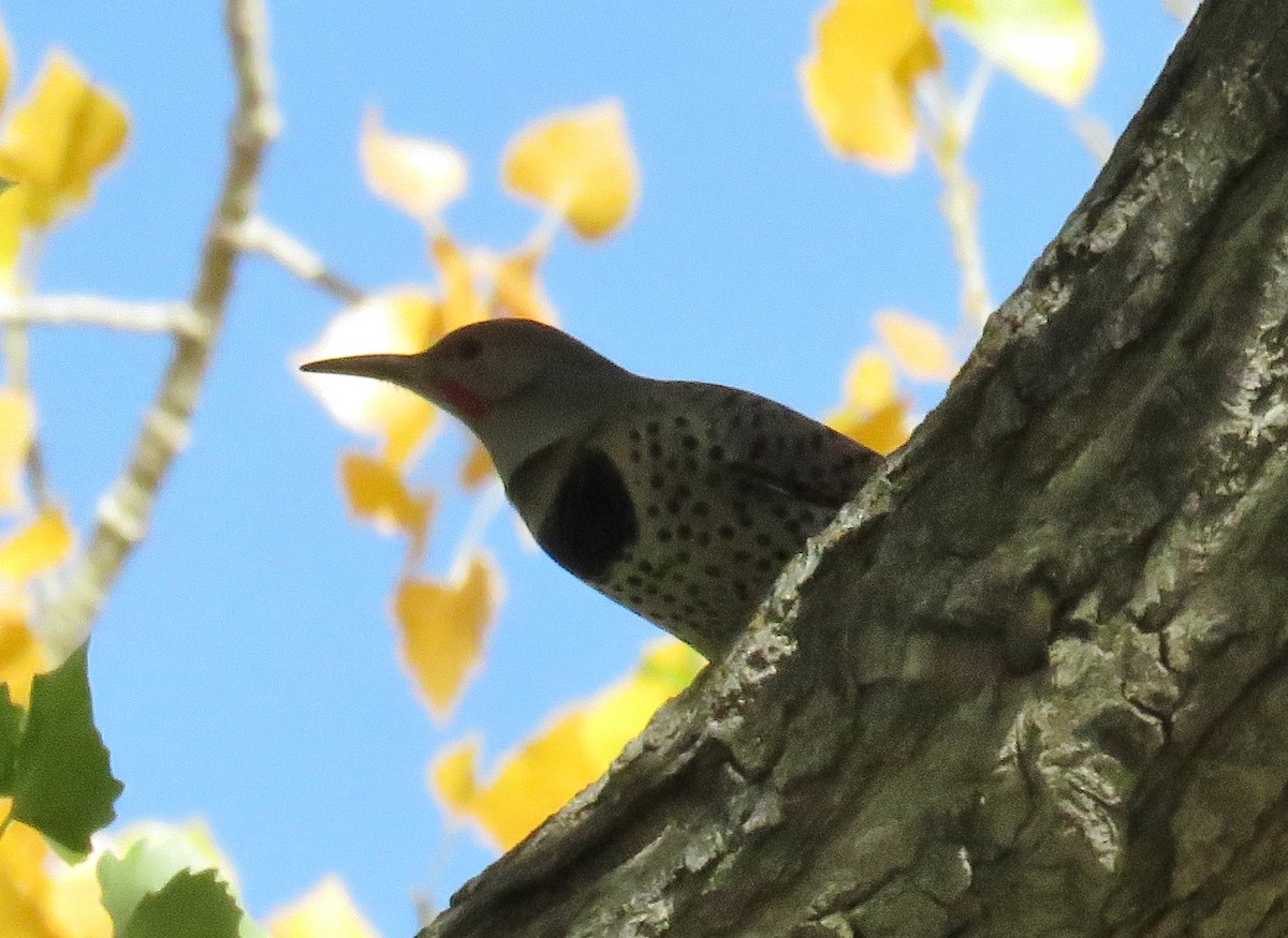 Northern Flicker - ML37833471