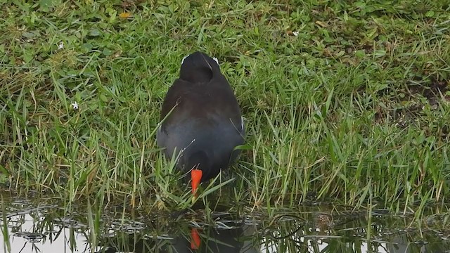 Gallinule d'Amérique - ML378334741