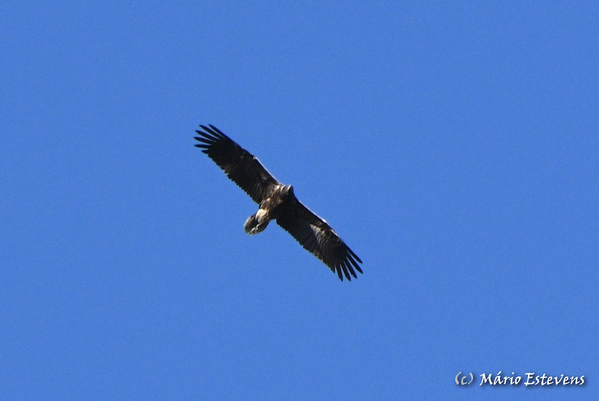 Egyptian Vulture - ML378335131