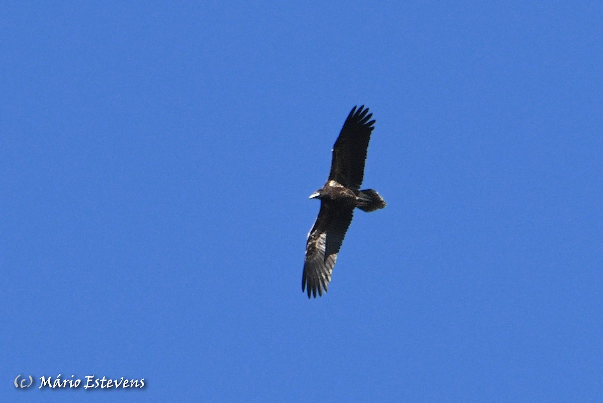 Egyptian Vulture - Mário Estevens