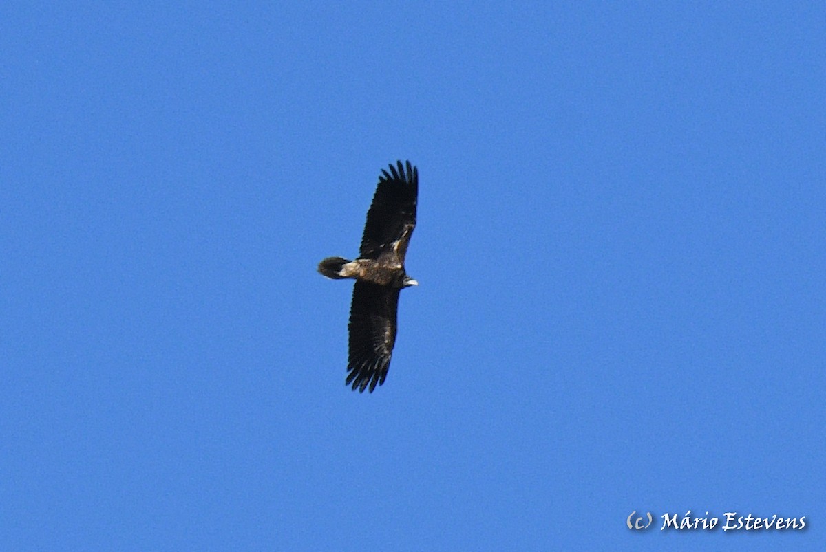 Egyptian Vulture - Mário Estevens