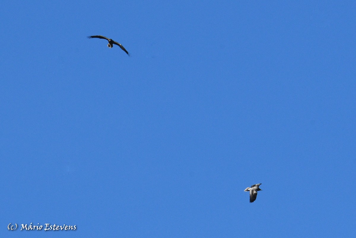 Egyptian Vulture - Mário Estevens