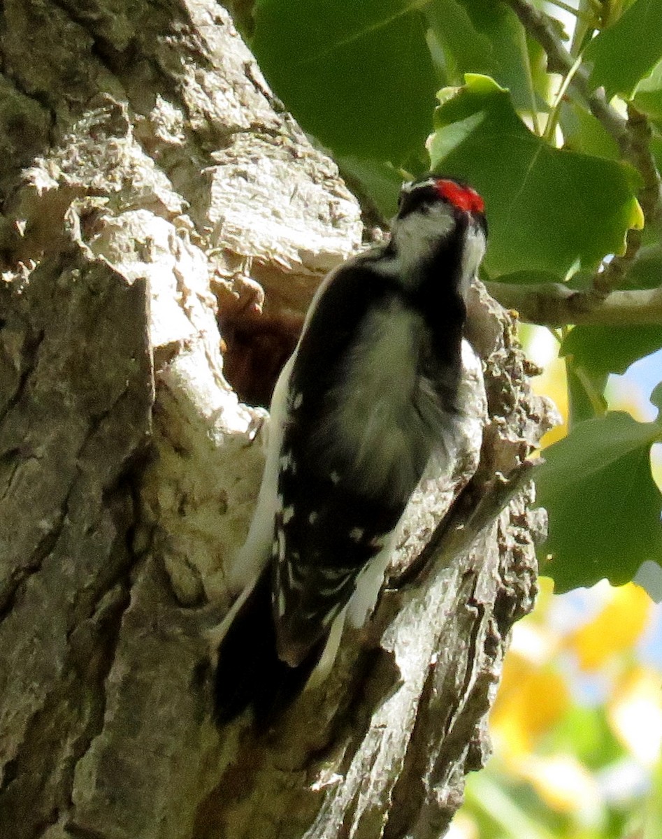 Downy Woodpecker (Rocky Mts.) - JoAnn Potter Riggle 🦤