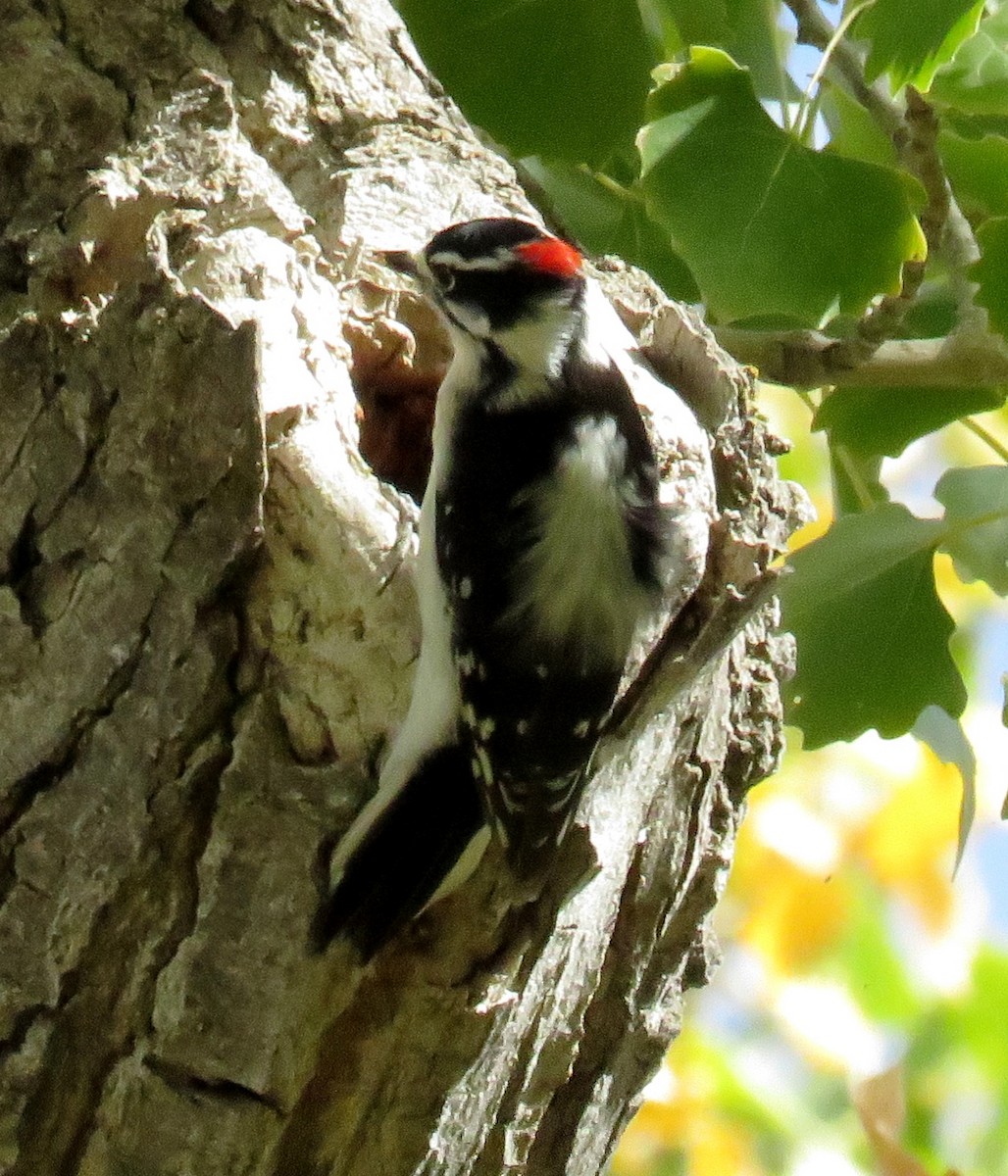 Downy Woodpecker (Rocky Mts.) - JoAnn Potter Riggle 🦤