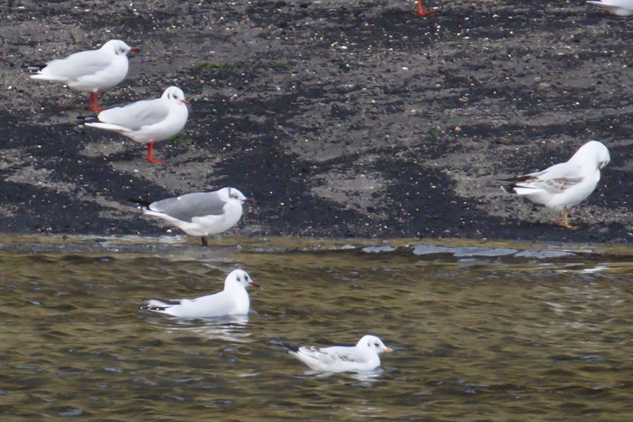 Laughing Gull - ML378336551