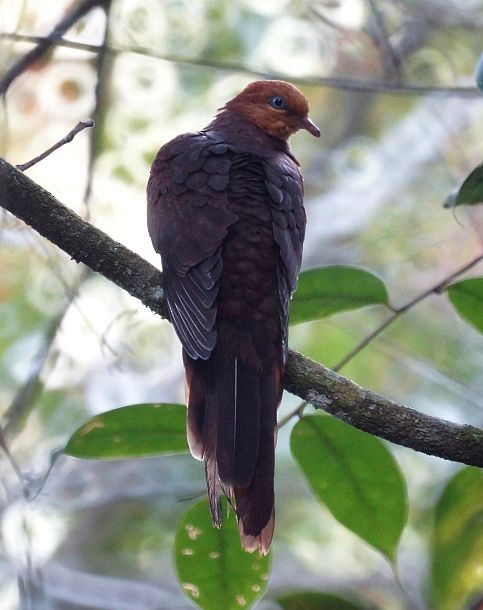 Little Cuckoo-Dove - Nikolay Loginov