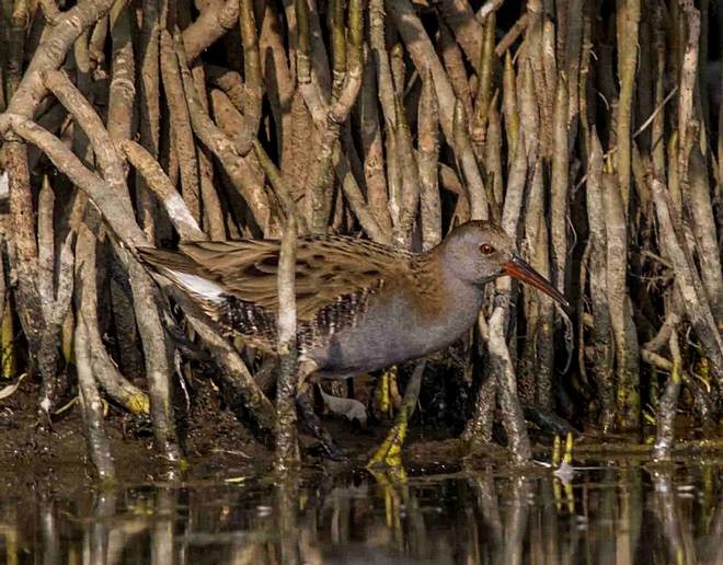 Water Rail - ML378337551