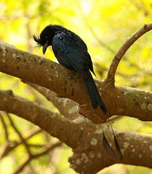 dragedrongo - ML378337581