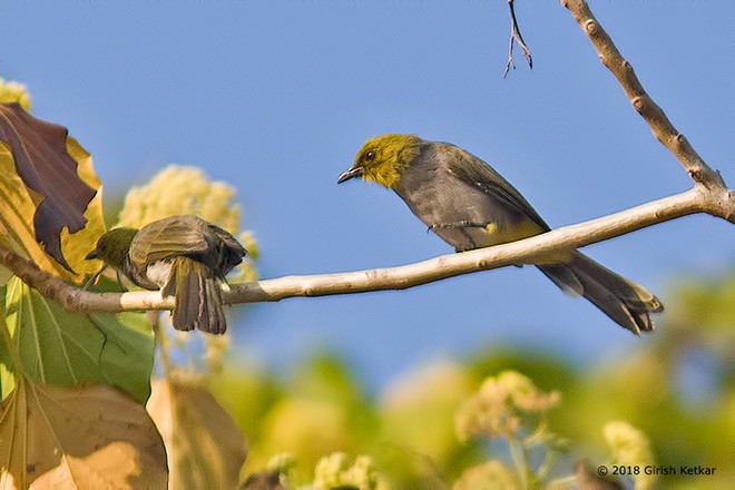 Yellow-throated Bulbul - ML378337901