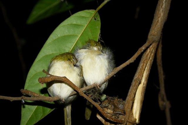 Common Tailorbird - ML378338051