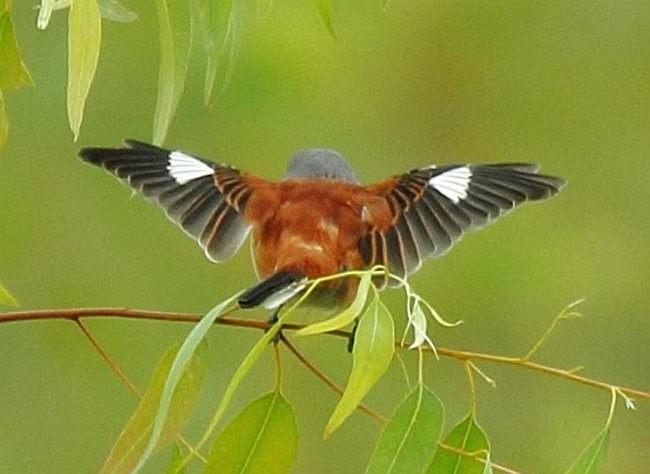 Burmese Shrike - Joe Hartman