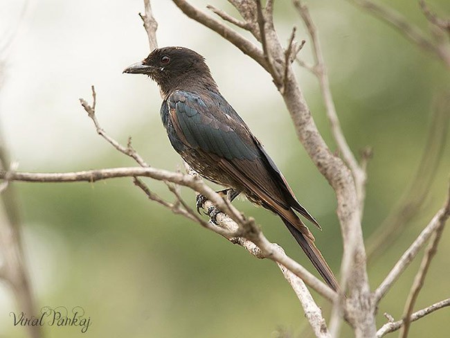 Black Drongo - ML378338501