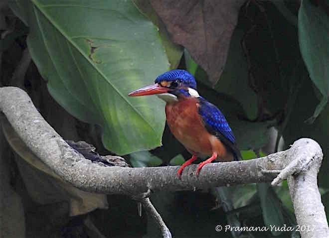 Blue-eared Kingfisher - ML378339091