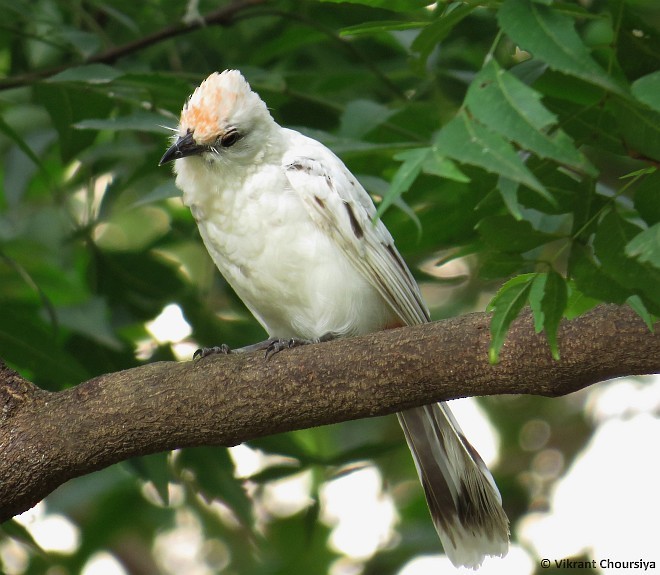 Red-vented Bulbul - ML378339261