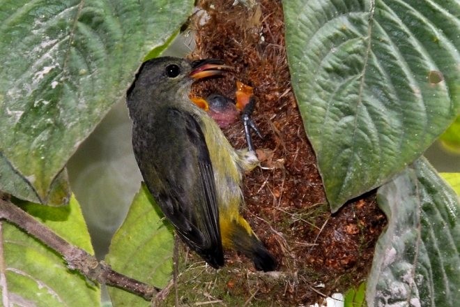 Orange-bellied Flowerpecker - ML378339341