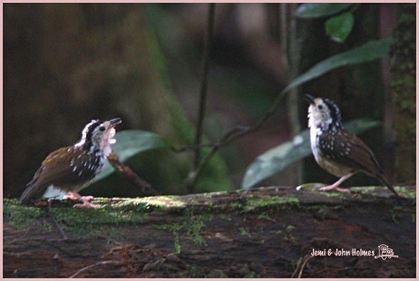 Striped Wren-Babbler - ML378339531