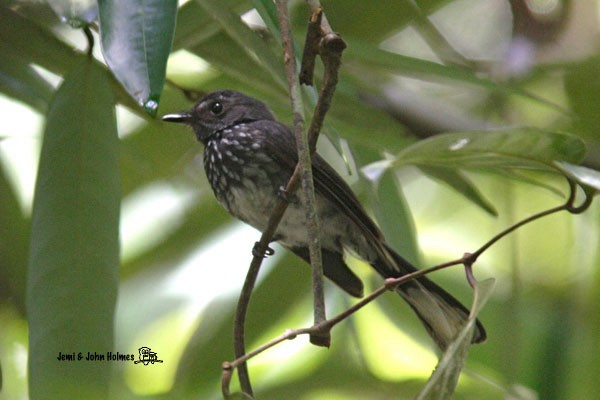 Spotted Fantail - ML378339551