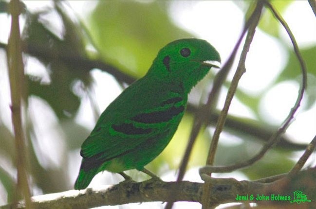 Green Broadbill - ML378339571