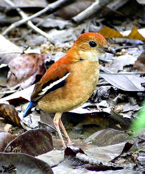 Blue-headed Pitta - ML378340251