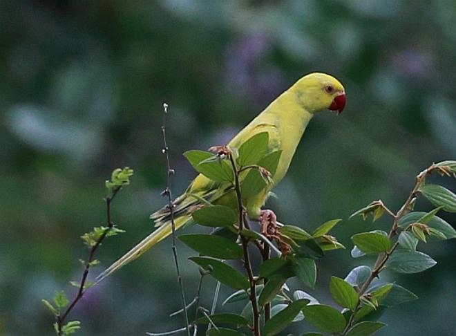 Rose-ringed Parakeet - ML378340441