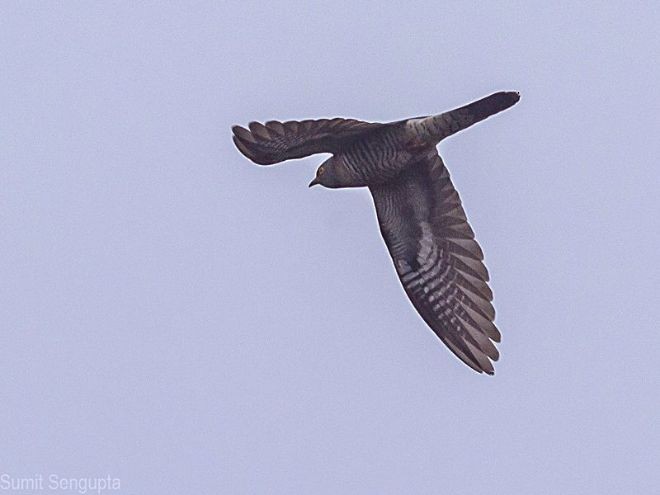 Common Cuckoo - ML378340801