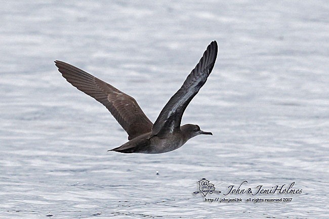 Heinroth's Shearwater - ML378342381