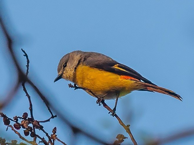 Small Minivet - Sumit  Sengupta