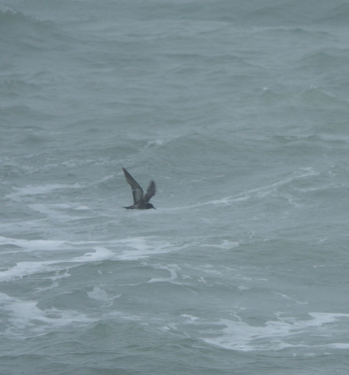Sooty Tern - ML378342941