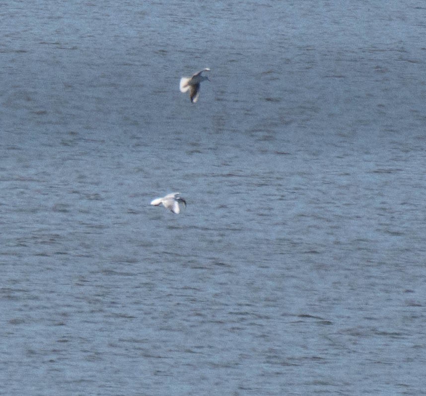 Mouette rieuse - ML378343791