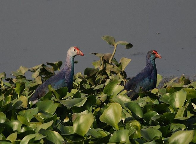 Gray-headed Swamphen - ML378345231