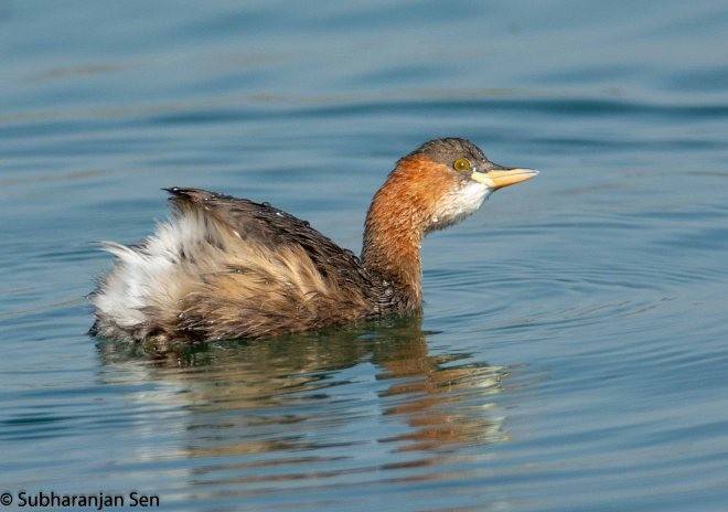 Little Grebe - ML378345351