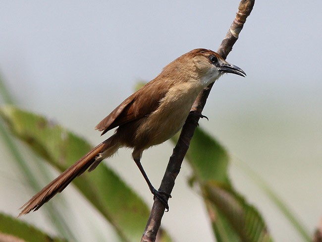 Slender-billed Babbler - ML378345521