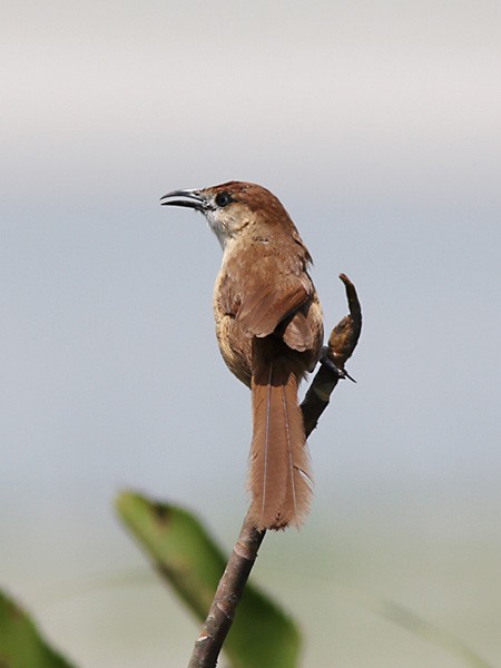 Slender-billed Babbler - ML378345531