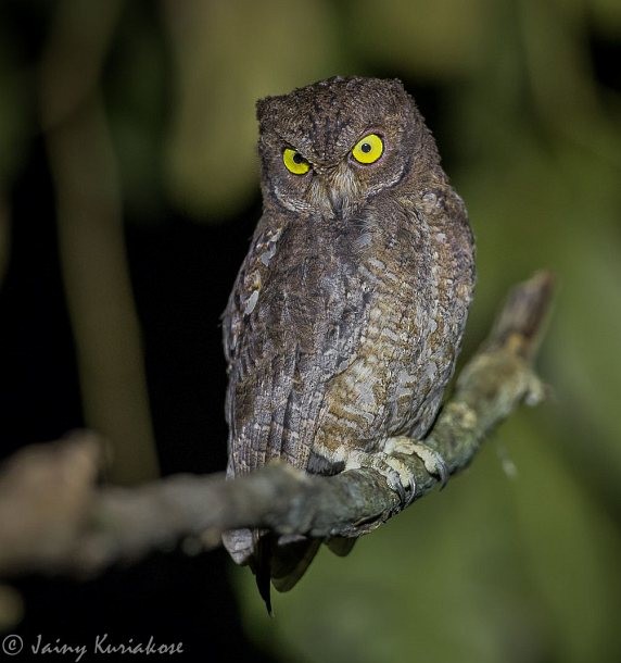 Nicobar Scops-Owl - ML378348051