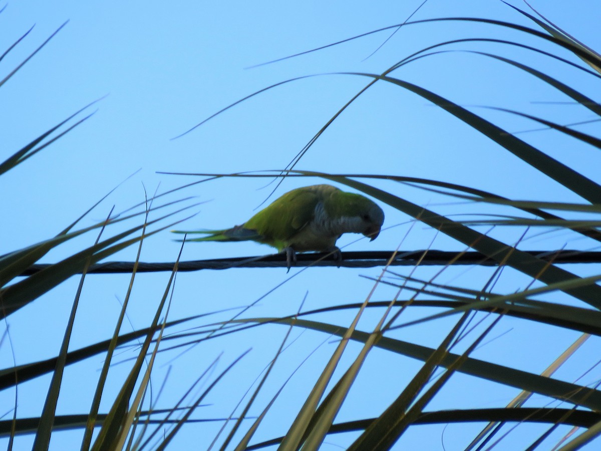 Monk Parakeet - ML37834841