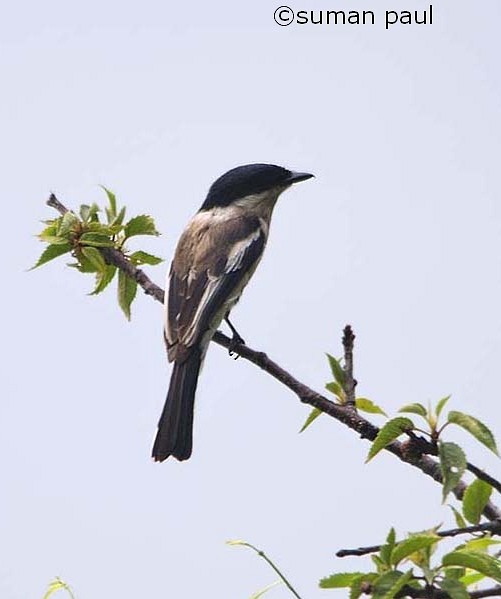 Bar-winged Flycatcher-shrike - ML378348531