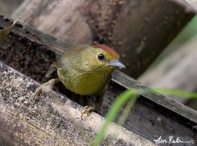 Rufous-capped Babbler - ML378348711