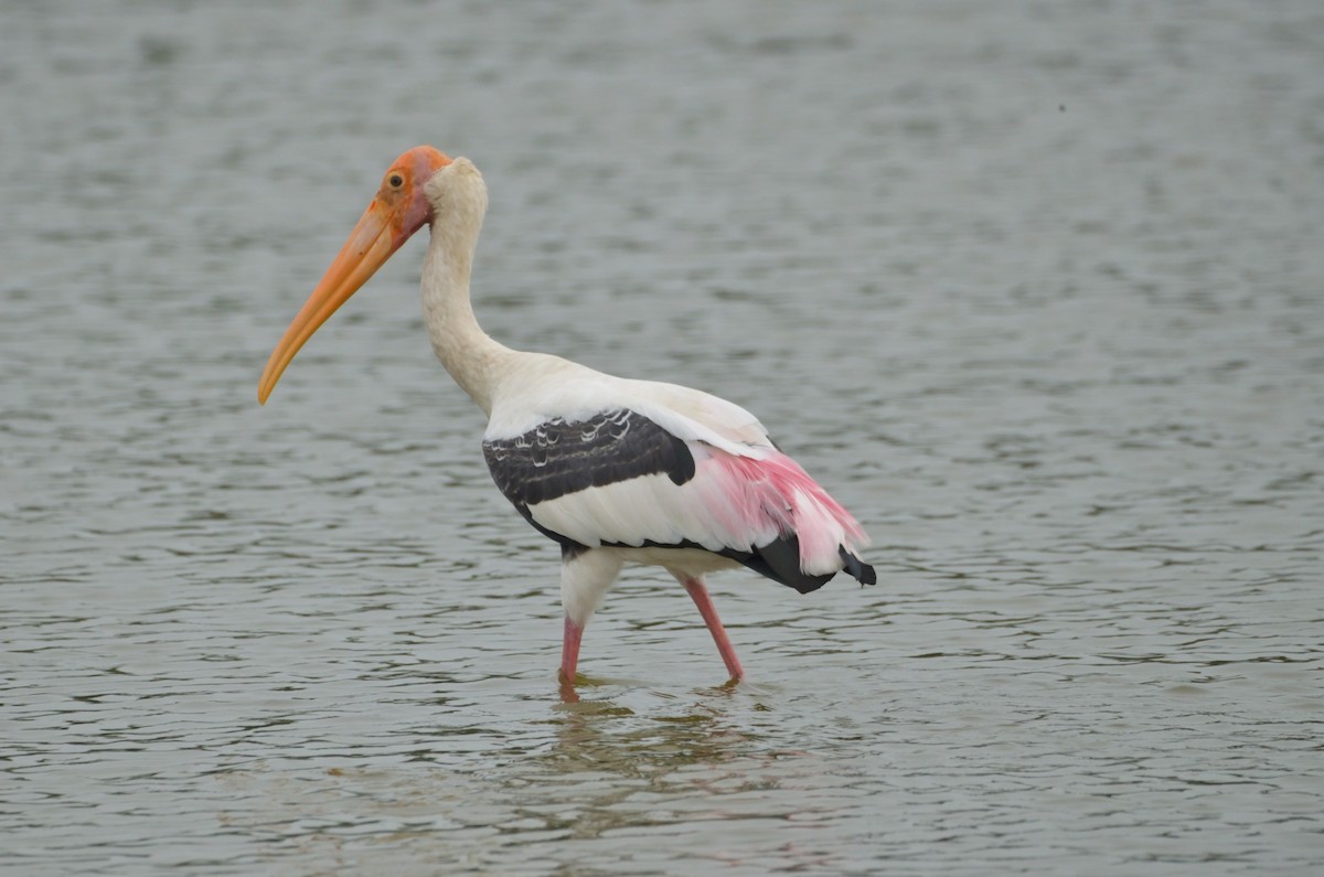 Painted Stork - Karthikeyan G B