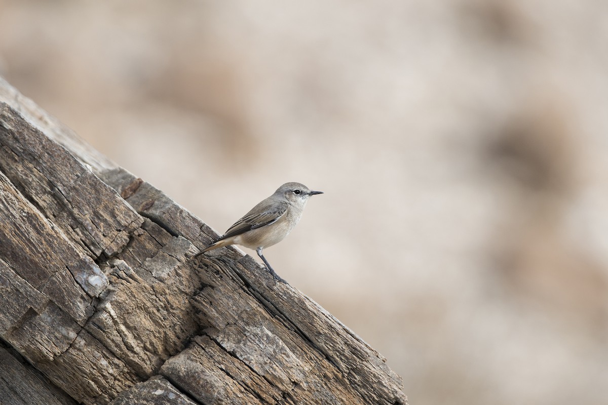 Persian Wheatear - Michael Gerber